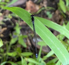 Pseudagrion hamoni