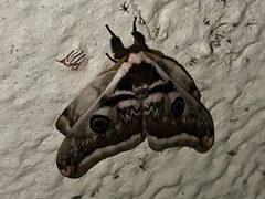 Saturnia pyretorum