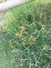 Cyperus polystachyos polystachyos