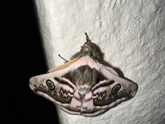 Saturnia pyretorum
