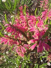 Erica densifolia