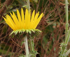 Berkheya decurrens