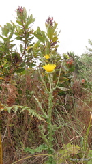 Berkheya decurrens