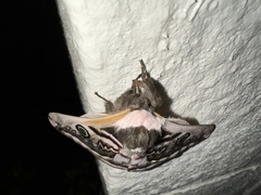 Saturnia pyretorum