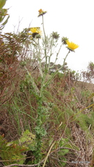 Berkheya decurrens