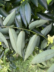 Sclerocroton integerrimus