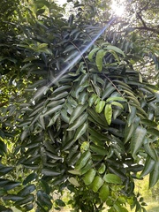 Sclerocroton integerrimus