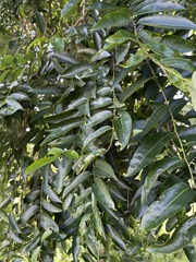 Sclerocroton integerrimus