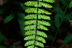 Asplenium sellowianum