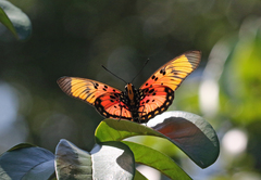 Pseudacraea boisduvalii