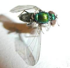 Condylostylus comatus