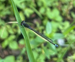 Pseudagrion hamoni