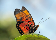 Pseudacraea boisduvalii