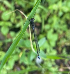 Pseudagrion hamoni