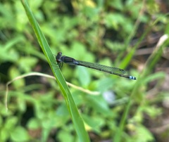 Pseudagrion hamoni