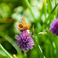 Boloria altaica