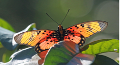 Pseudacraea boisduvalii