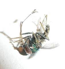 Condylostylus comatus