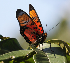 Pseudacraea boisduvalii
