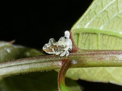 Notocera bituberculata