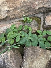 Cyphostemma hypoleucum