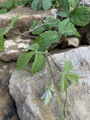 Cyphostemma hypoleucum