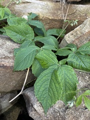 Cyphostemma hypoleucum