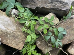 Cyphostemma hypoleucum