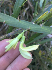 Carmichaelia williamsii