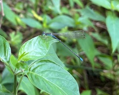 Aciagrion gracile