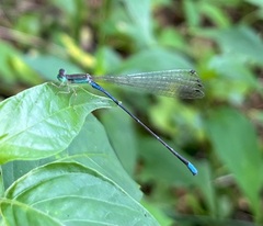 Aciagrion gracile