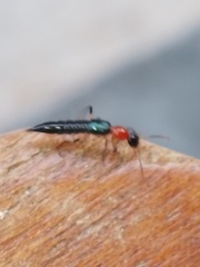 Paederus signaticornis