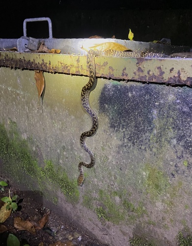 Australian Scrub Python sighting