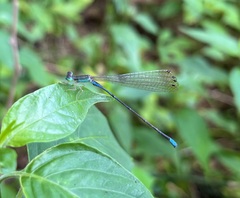 Aciagrion gracile