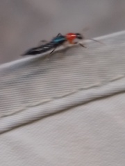 Paederus signaticornis