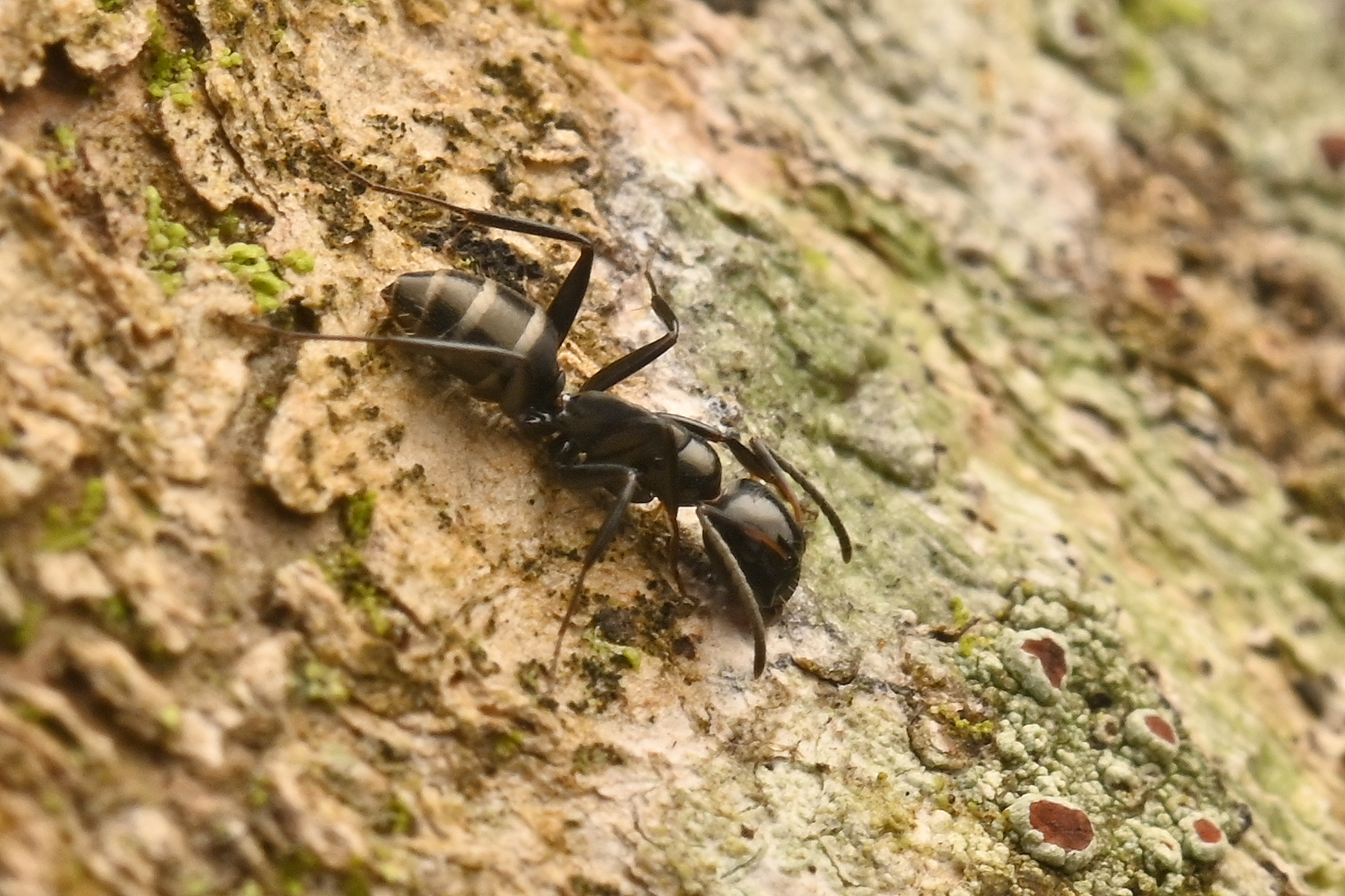 Camponotus keihitoi