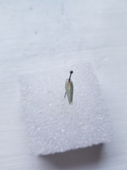 Ormenaria rufifascia