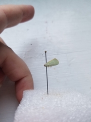 Ormenaria rufifascia