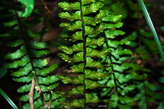 Asplenium sellowianum