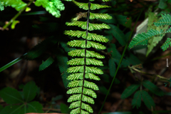 Asplenium sellowianum