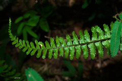 Asplenium sellowianum