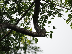 Pericrocotus divaricatus