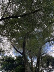 Ficus burkei