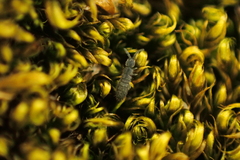 Cryptopygus antarcticus