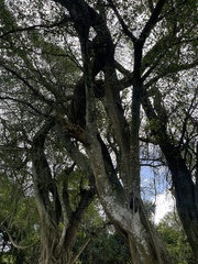 Ficus burkei