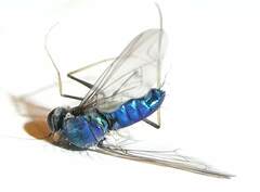 Condylostylus comatus