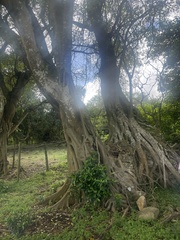 Ficus burkei