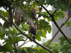 Haliaeetus ichthyaetus