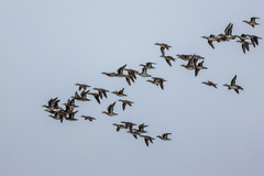 Sibirionetta formosa