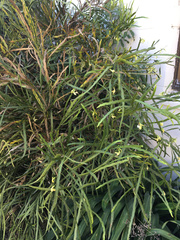 Carmichaelia williamsii